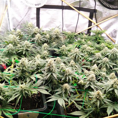 White Widow #4 growlog timeline photo