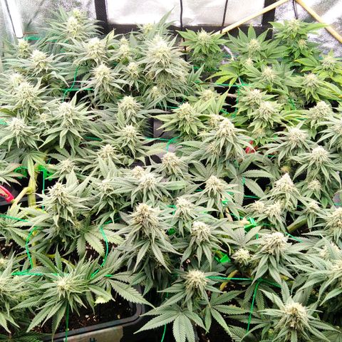 White Widow #4 growlog timeline photo
