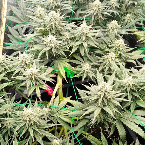 White Widow #4 growlog timeline photo
