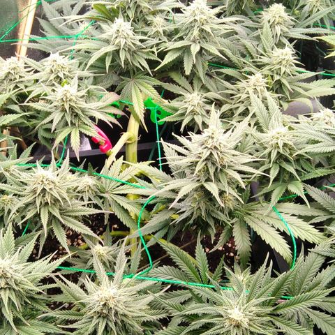 White Widow #4 growlog timeline photo