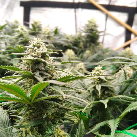 White Widow #4 growlog timeline photo
