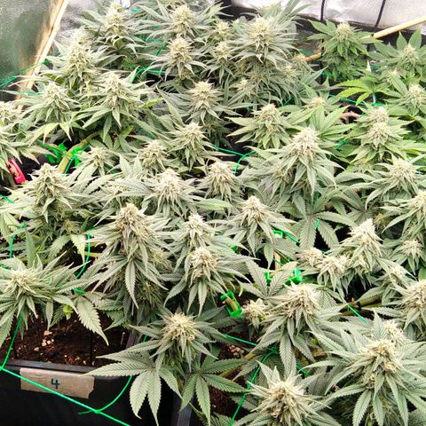 White Widow #4 growlog timeline photo