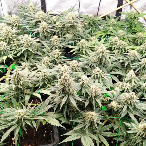 White Widow #4 growlog timeline photo