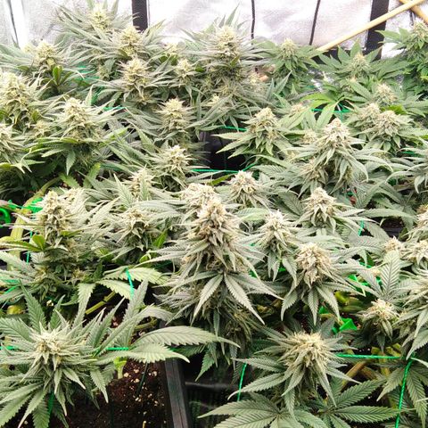 White Widow #4 growlog timeline photo