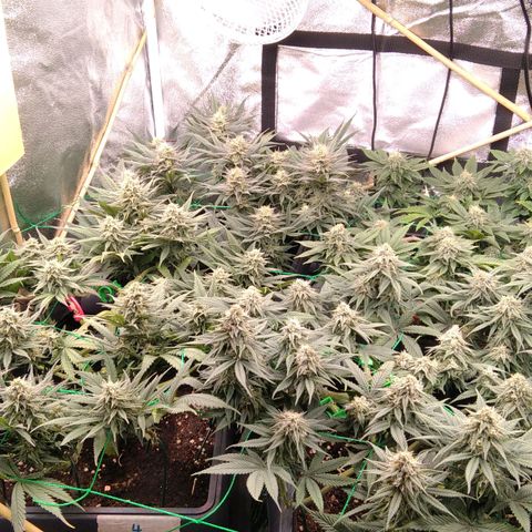 White Widow #4 growlog timeline photo
