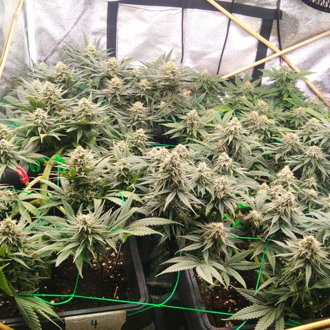 White Widow #4 growlog timeline photo