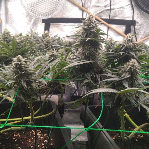 White Widow #4 growlog timeline photo