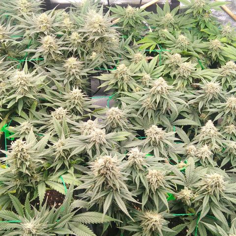 White Widow #4 growlog timeline photo