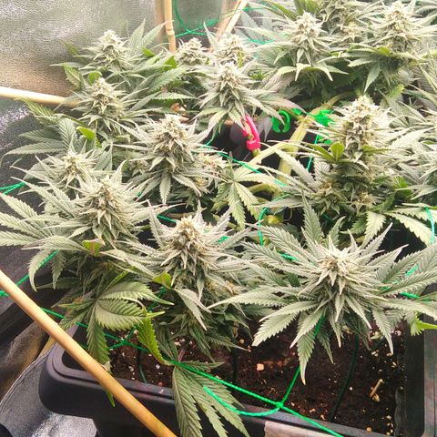 White Widow #4 growlog timeline photo