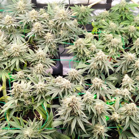 White Widow #4 growlog timeline photo