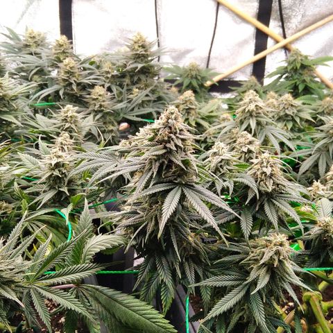White Widow #4 growlog timeline photo