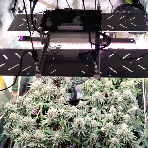 White Widow #4 growlog timeline photo