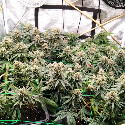 White Widow #4 growlog timeline photo
