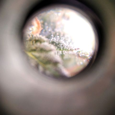 White Widow #4 growlog timeline photo