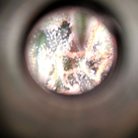 White Widow #4 growlog timeline photo