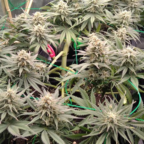 White Widow #4 growlog timeline photo