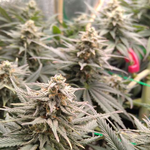 White Widow #4 growlog timeline photo