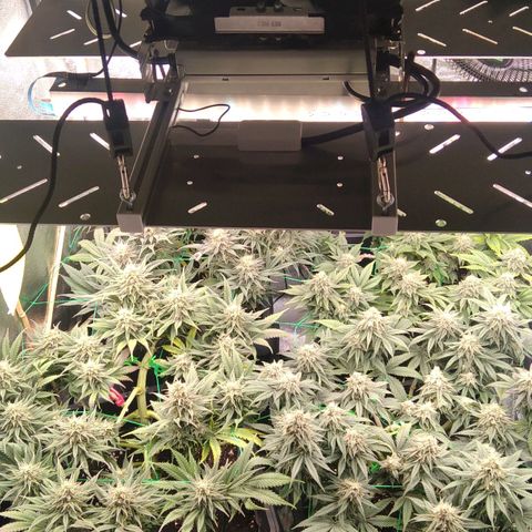 White Widow #4 growlog timeline photo