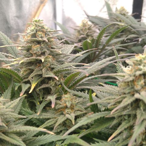 White Widow #4 growlog timeline photo