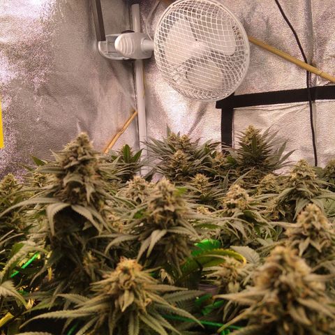 White Widow #4 growlog timeline photo