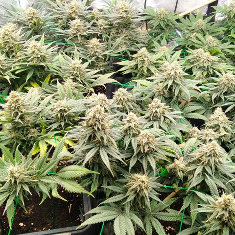 White Widow #4 growlog timeline photo