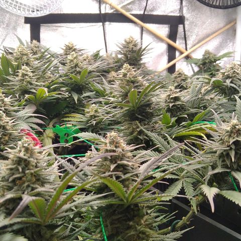 White Widow #4 growlog timeline photo