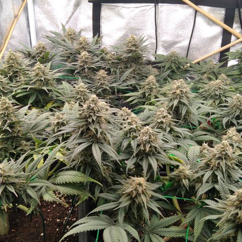 White Widow #4 growlog timeline photo