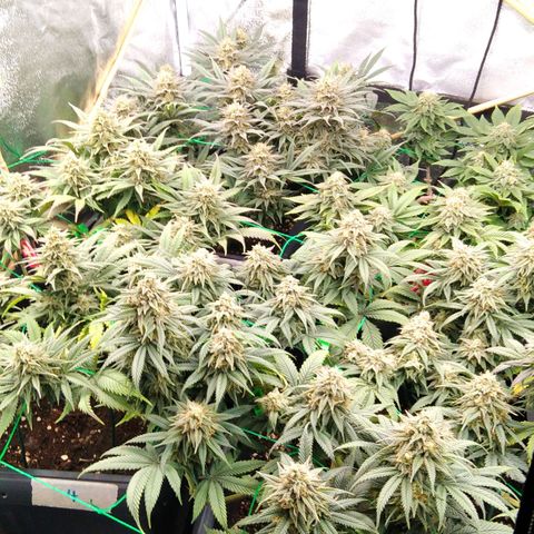 White Widow #4 growlog timeline photo