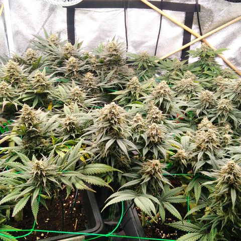 White Widow #4 growlog timeline photo
