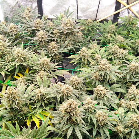 White Widow #4 growlog timeline photo