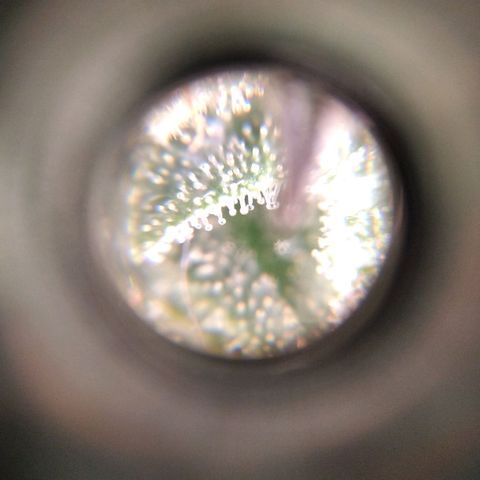 White Widow #4 growlog timeline photo