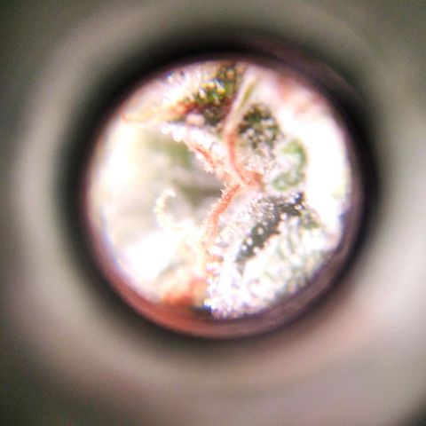 White Widow #4 growlog timeline photo