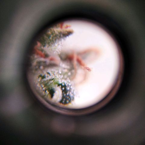 White Widow #4 growlog timeline photo