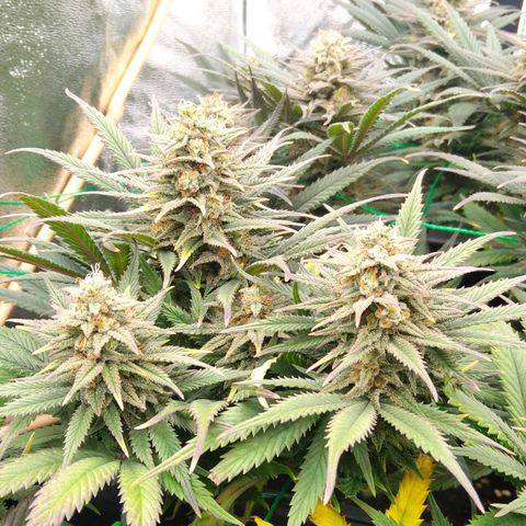 White Widow #4 growlog timeline photo