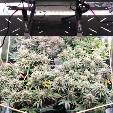 White Widow #4 growlog timeline photo