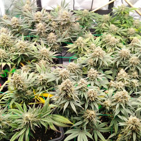 White Widow #4 growlog timeline photo