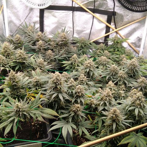 White Widow #4 growlog timeline photo