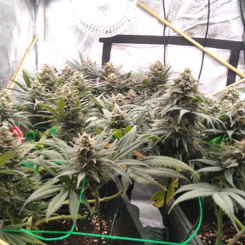 White Widow #4 growlog timeline photo
