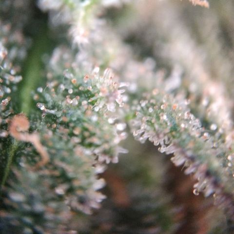 White Widow #4 growlog timeline photo