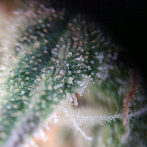 White Widow #4 growlog timeline photo