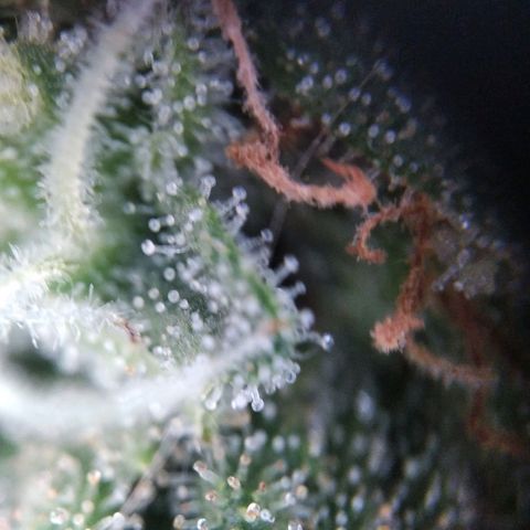White Widow #4 growlog timeline photo