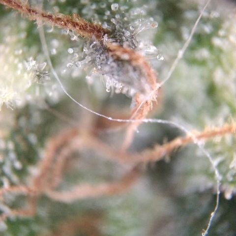 White Widow #4 growlog timeline photo