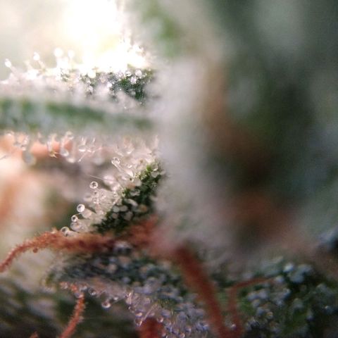 White Widow #4 growlog timeline photo