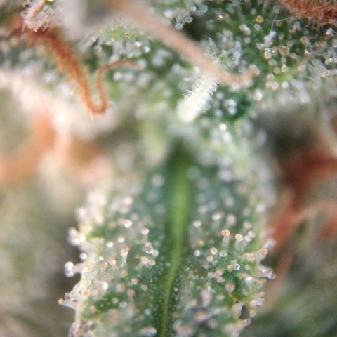 White Widow #4 growlog timeline photo