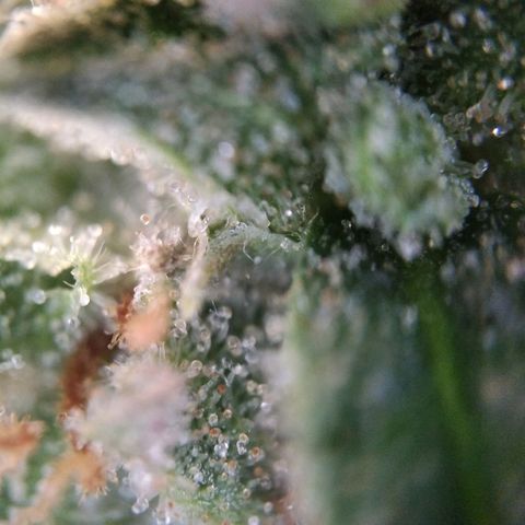 White Widow #4 growlog timeline photo