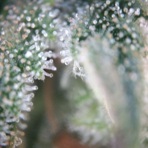 White Widow #4 growlog timeline photo