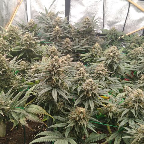 White Widow #4 growlog timeline photo