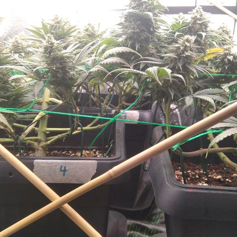 White Widow #4 growlog timeline photo