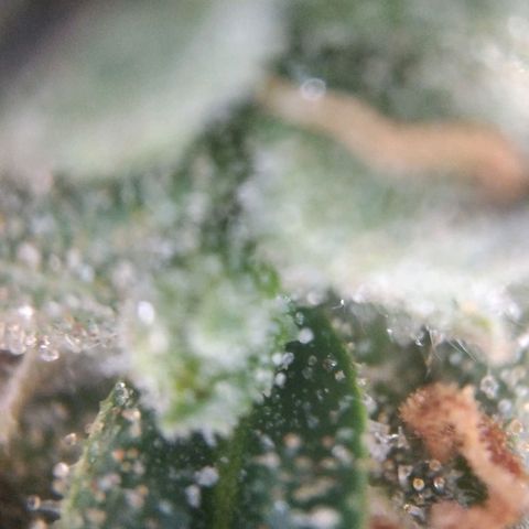 White Widow #4 growlog timeline photo