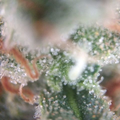 White Widow #4 growlog timeline photo